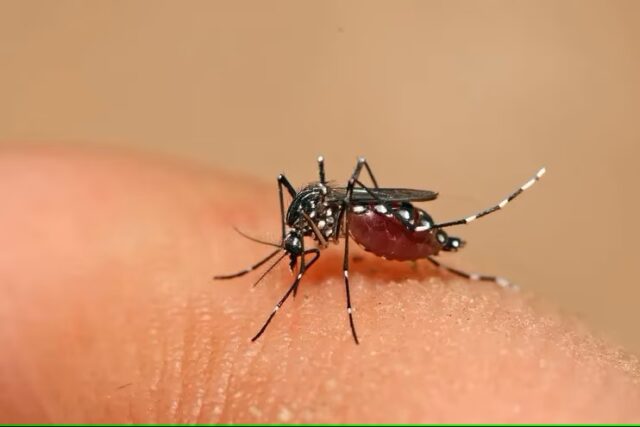 Emiten alerta epidemiológica ante incidencia de chikungunya en Suramérica