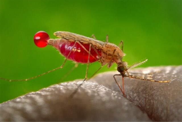 Salud Pública notifica segundo caso importado de malaria